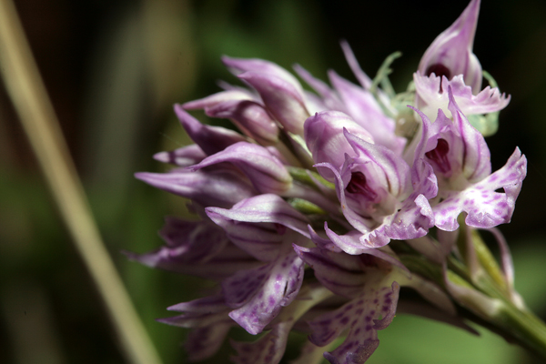 Orchis tridentata .... Un''orchidea al giorno...